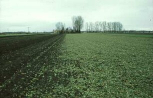Fotografie: Getreide, Rodesaat, Säverfahren
