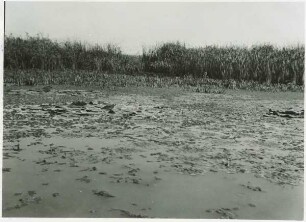 Regele-Carol-Kanal, Abstufung der Vegetation