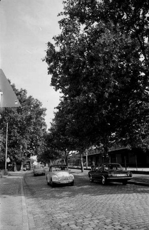 Baumbestand in der östlichen Kriegsstraße