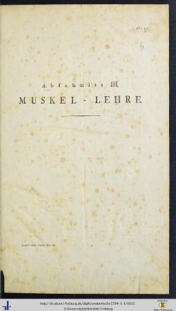 Abschnitt III. Muskel-Lehre.