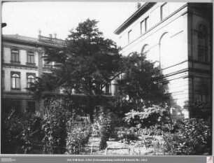 Botanischer Garten von Norden zur Stifstraße, Eibe mit Senckenbergischer Bibliothek (angeschnitten)