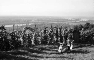 Rheinweiler: Rheinseitenkanal; Vordergrund Weinberge