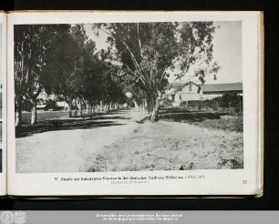 37. Straße mit Eukalyptus-Bäumen in der deutschen Siedlung Wilhelma
