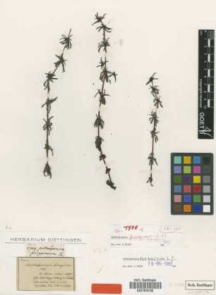 Anthospermum ferrugineum Eckl. & Zeyh. [isotype]
