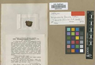 Jungermannia fennica Gottsche & Rabenh. [isotype]