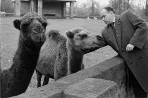 Reportage "Der Zoo wintert sich ein". Besucher am Dromedargehege im Zoo Dresden