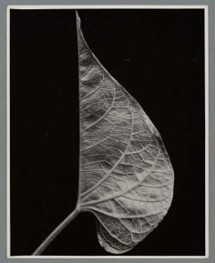 Blaue Kaiserwinde, Blatt (Ipomoea [Pharbitis] imperialis (praecox)