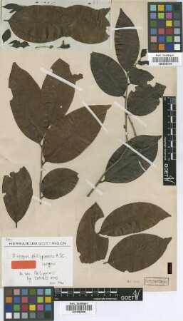 Diospyros philippinensis A.DC. [isotype]
