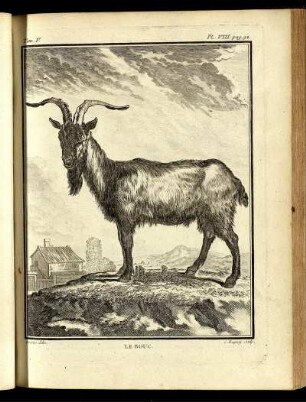Pl. VIII. [bis] Pl. XIII.