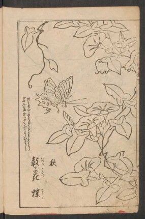 鼓子花 蝶