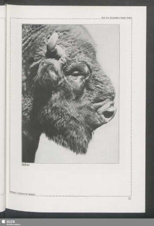 Wisent