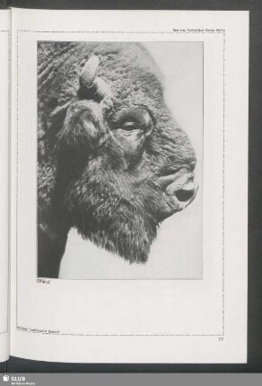 Wisent