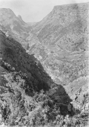 Garachico : Im Barranco del Garachico, einem ausgetrocknetem Flusslauf