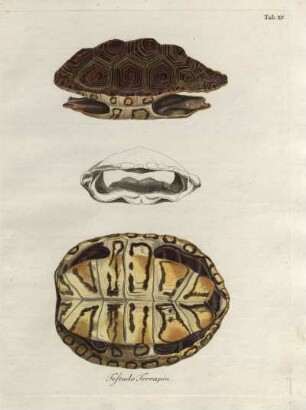 Tab. XV. Testudo Terrapin.