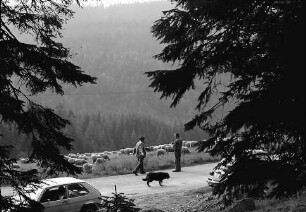 Schafherde am Lachenwasen bei Todtnauberg mit Personen im Hintergrund