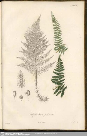Nephrodium pallidum, Bory