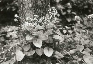 Sächsische Schweiz, Kirnitzschtal. Ausdauerndes Silberblatt (Lunaria rediviva). Blühender Bestand