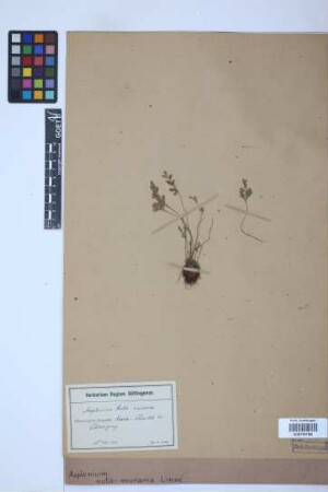Asplenium ruta-muraria L.