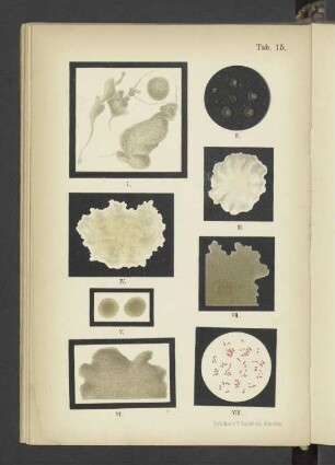Tab. 15 Bacterium coli commune
