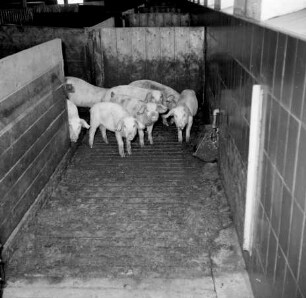 Spaltenboden im Schweinestall