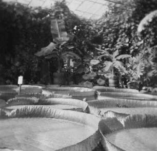 Dresden-Altstadt, Stübelallee. Botanischer Garten. Gewächshaus mit Victoria Regia