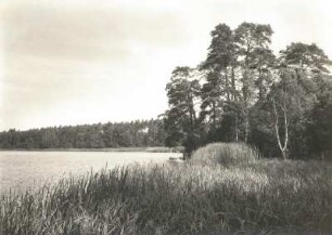 Moritzburg. Partie am Mittelteich