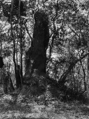Termitenhügel : Ein hoher Termitenhügel im Wald.