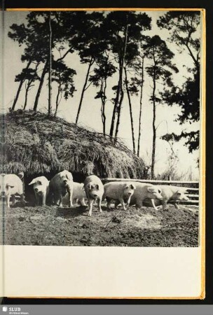 [Eine Schweineherde]