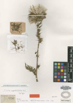 Cirsium appendiculatum Griseb. [syntype]