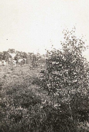 Heide-Landschaft. Kiefer, Birke, Besenheide (Calluna vulgaris)