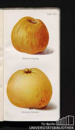 Tafel XVI. Ribston-Pepping und Harberts Reinette.
