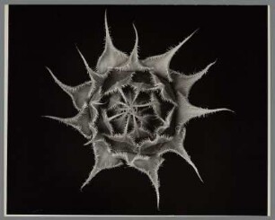 Sonnenblume, Knospenstand (Helianthus annuus)