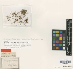 Acantholimon androsaceum (Jaub. & Spah) Boiss. var. Boiss. creticum[syntype]