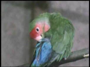 Agapornis roseicollis (Psittacidae) - Bereiten und Eintragen von Nistmaterial