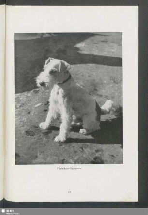 Drahthaar-Foxterrier
