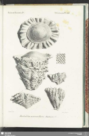 Pl. 560