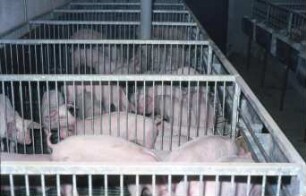 Fotografie: Mastschwein, Gruppenhaltung