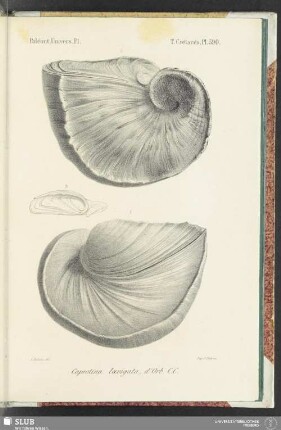 Pl. 590