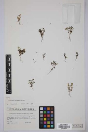 Asterolinum linum-stellatum (L.) Duby