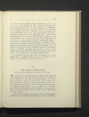 VIII. Der wilde Feigenbaum.