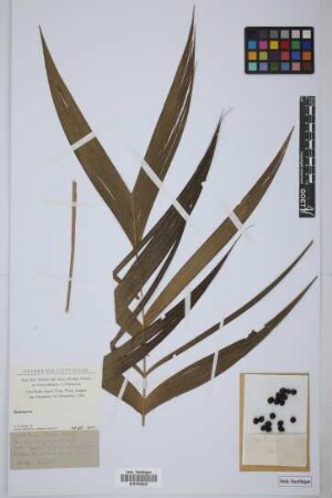 Geonoma