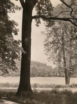 Dahlen. Schloßpark. Blick zur Dahlbachaue