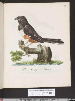 Der rothäugige Ammer.