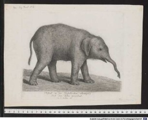 Elefant in der Castellischen Menagery Nach dem Leben gezeichnet