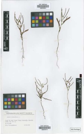 Cassia mimosoides L.