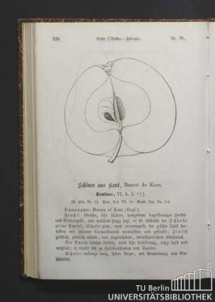 Nr. 98. Schöner aus Kent, Beauté de Kent.