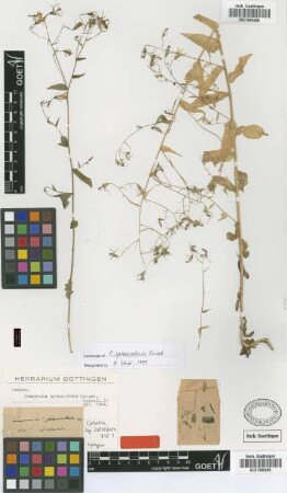Campanula sphaerothrix Griseb. [lectotype]
