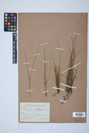 Equisetum bogotense Kunth