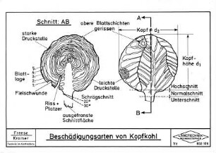 Beschädigungsarten von Kopfkohl