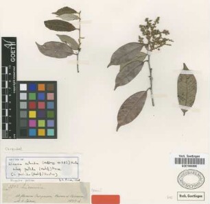 Moquilea pallida Hook. f. [isotype]